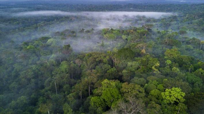 <Amazon ormanlarında yerlilerin yaşadığı koruma altındaki alanlar satışa çıkarıldı.....