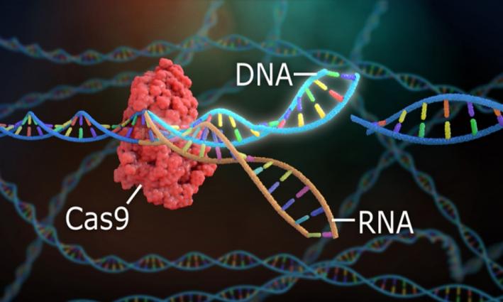 <Molekulyar bioloqlar CRISPR/Cas9 genom redaktorunun yeni formasını yaradıblar.....