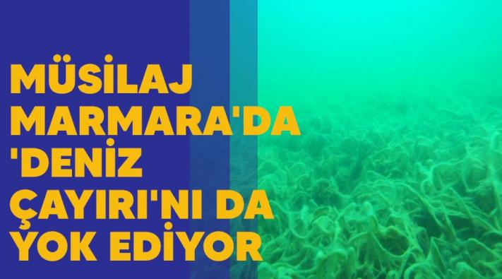 <Müsilaj Marmara’da ’deniz çayırı’nı da yok ediyor.....