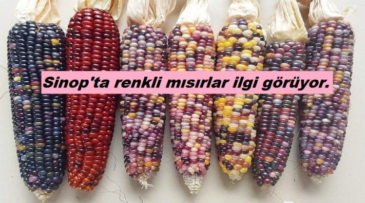 <Sinop’ta renkli mısırlar ilgi görüyor.....