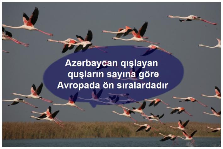 <Azərbaycan qışlayan quşların sayına görə Avropada ön sıralardadır.....