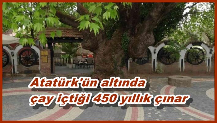 <Atatürk’ün altında çay içtiği 450 yıllık çınar.....