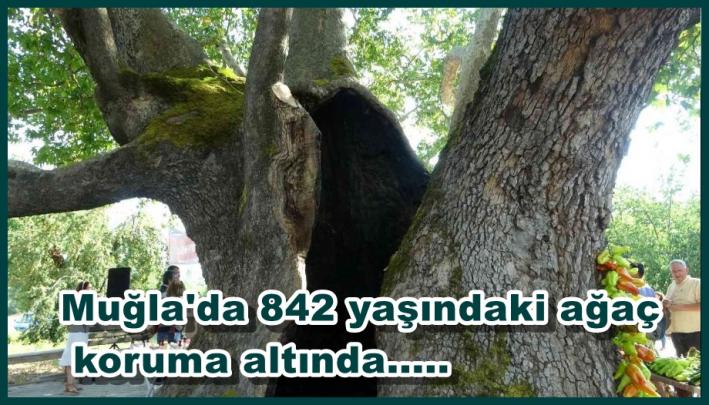 Muğla’da 842 yaşındaki ağaç koruma altında.....