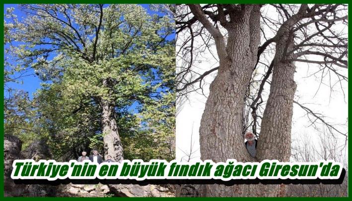 <Türkiye’nin en büyük fındık ağacı Giresun’da.....