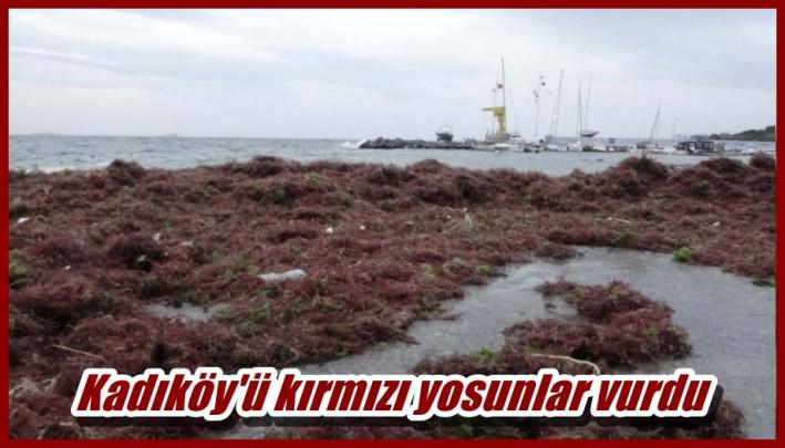 <Kadıköy’ü kırmızı yosunlar vurdu.....