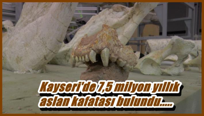 <Kayseri’de 7,5 milyon yıllık aslan kafatası bulundu.....