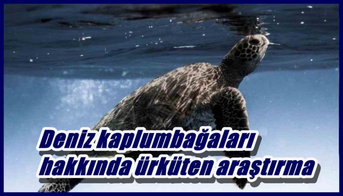 Deniz kaplumbağaları hakkında ürküten araştırma.....