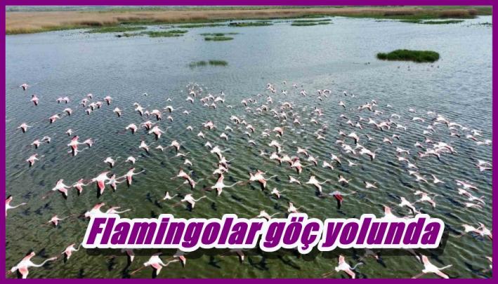 <Flamingolar göç yolunda.....