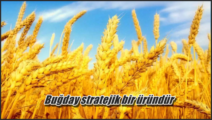 <Buğday stratejik bir üründür