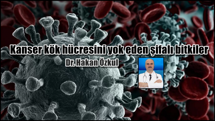 <Kanser kök hücresini yok eden şifalı bitkiler