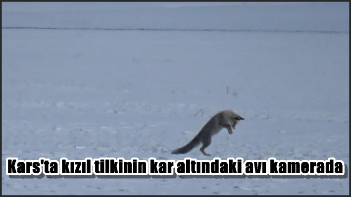 <Kars’ta kızıl tilkinin kar altındaki avı kamerada