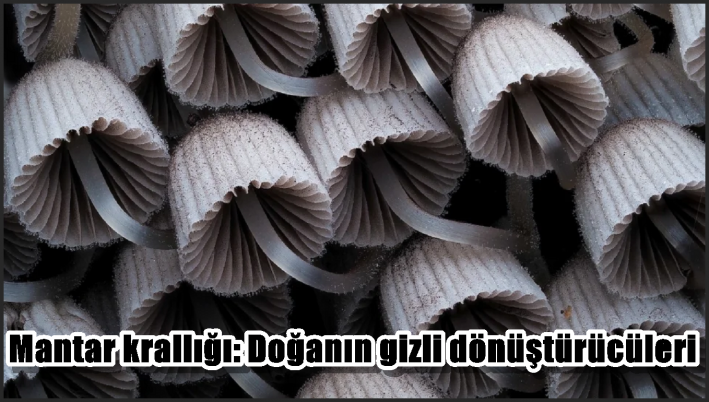 Mantar krallığı: Doğanın gizli dönüştürücüleri