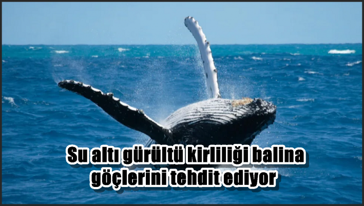 <Su altı gürültü kirliliği balina göçlerini tehdit ediyor